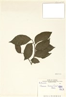 藏品(黃皮(黃柑))的圖片